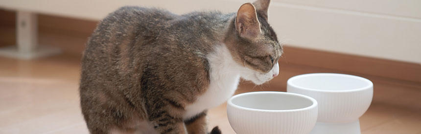 猫の水分補給にウェットフードを活用しよう！総合栄養食、栄養補完食...それぞれのポイント