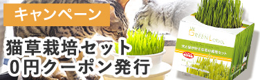 猫草クーポン