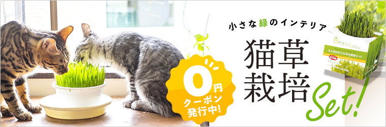 猫草クーポン