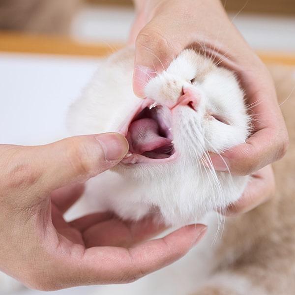 猫が生イカを誤飲したら動物病院へ