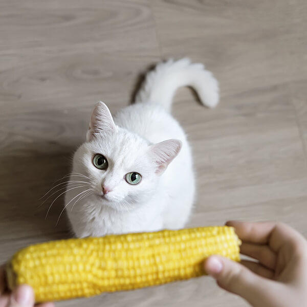 とうもろこしに含まれる栄養素