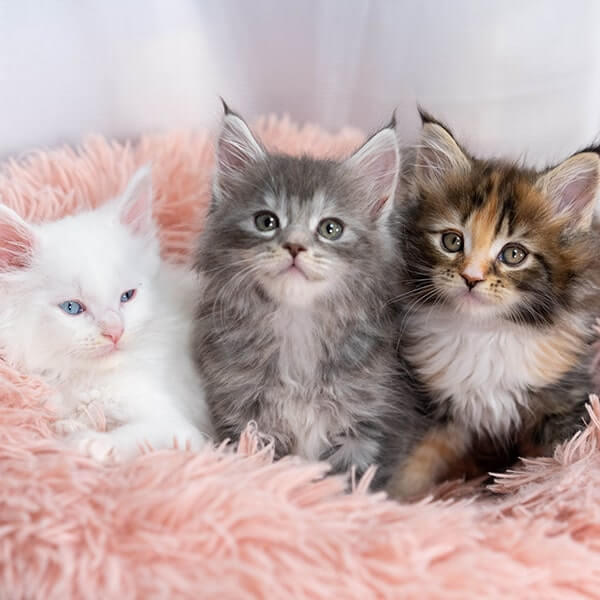 珍しい目の色の猫