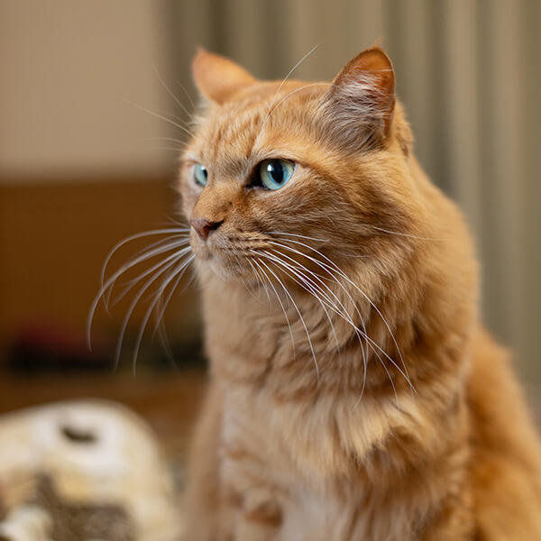 猫の視力と見えている色