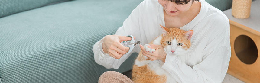 猫の爪切りの頻度は？適切な頻度や安全な切り方のコツを解説[#猫研究所]
