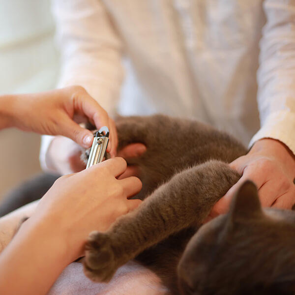 猫の爪切り