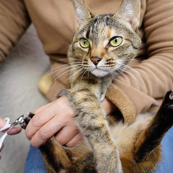 爪を切る際のステップ