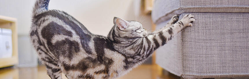 猫が伸びる理由とは？柔軟な身体の構造も解説[#猫研究所]