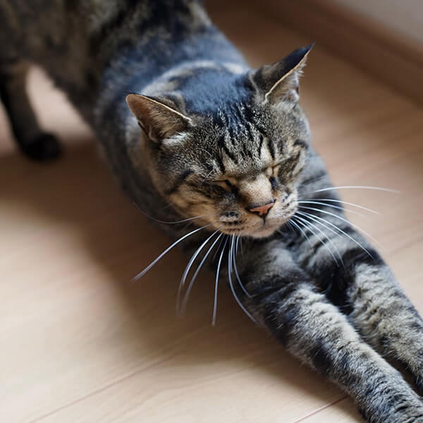 伸びをする猫