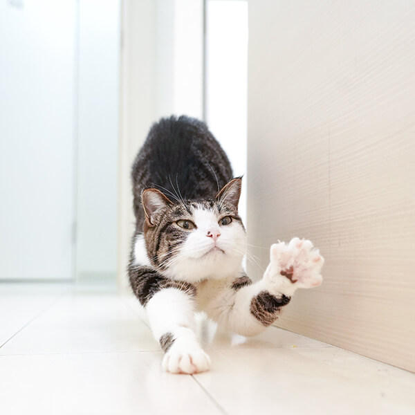 猫の身体の構造について