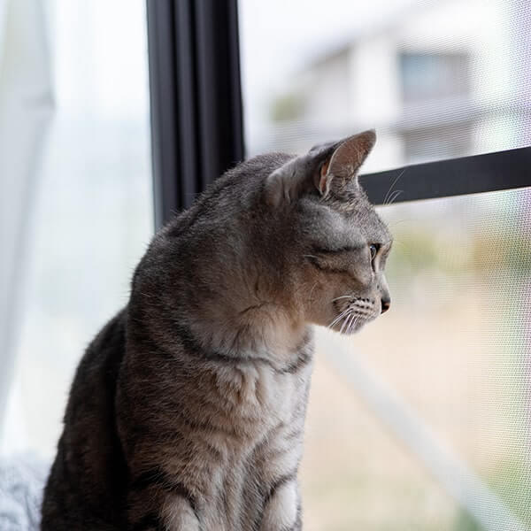 猫がクラッキングする理由