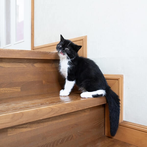 クラッキングに似た猫の行動