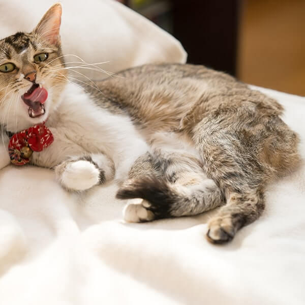 猫のおならが臭い原因