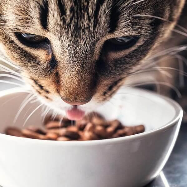 猫のおならのニオイや回数を減らすには