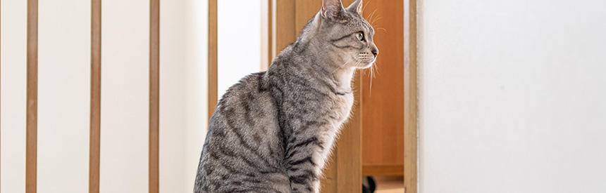 猫の座り方の種類と意味は？座り方に隠れた病気のサインについても紹介[#猫研究所]