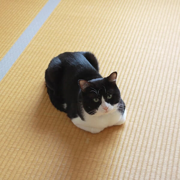 猫の座り方の種類