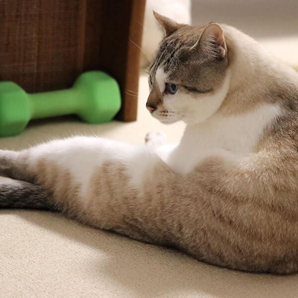 猫の座り方がおかしい時は注意