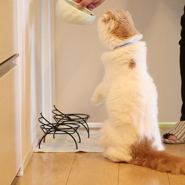 安全なキャットフードの選び方