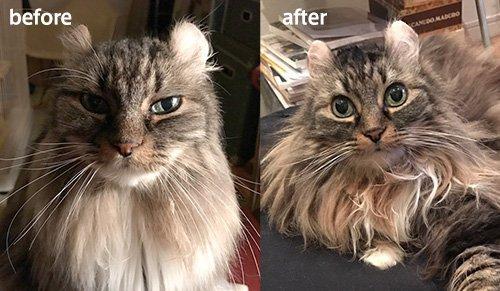 我が家の新入りナナ