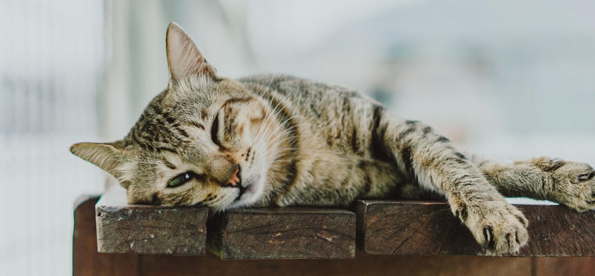 【猫の医療最前線】猫の腎臓病新薬「AIM薬」ついに年内実用化へ[#獣医師監修]