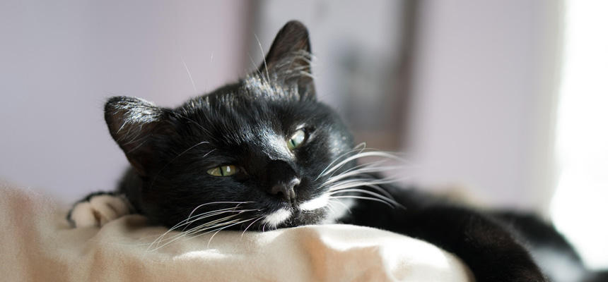 ネコ科の「AIM」はなぜ「IgM」にがっちり結合しているのか？進化が仕掛けた謎[#猫研究所]