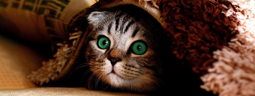  猫と人間の違い【老化編】エイジングケアと向き合う[#猫研究所]