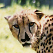 お鼻の汚れがボクちんであることの証拠であります！ とってもワイルドな体つきになっちゃたであります！