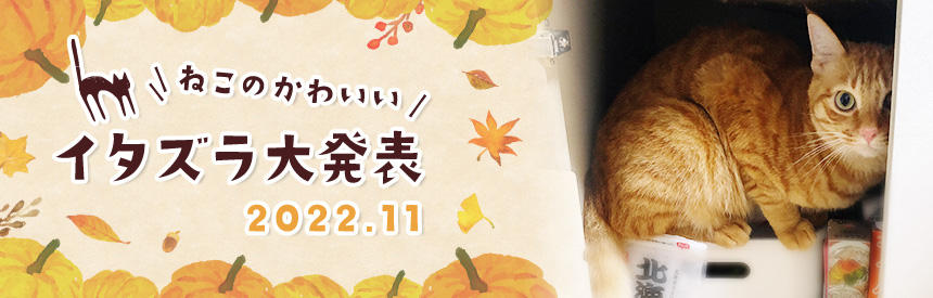 11月の猫のかわいいイタズラ大発表