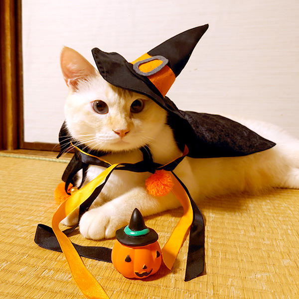 ハロウィンのコスチュームでばっちりキメポーズ！これからもみんなを笑顔にする魔法をかけていってね♪