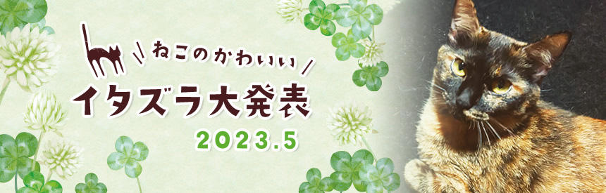 5月の猫のかわいいイタズラ大発表