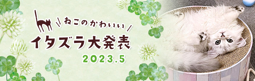 5月の猫のかわいいイタズラ大発表