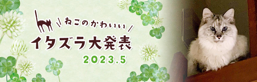 5月の猫のかわいいイタズラ大発表