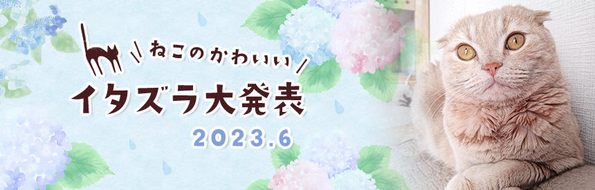 6月の猫のかわいいイタズラ大発表