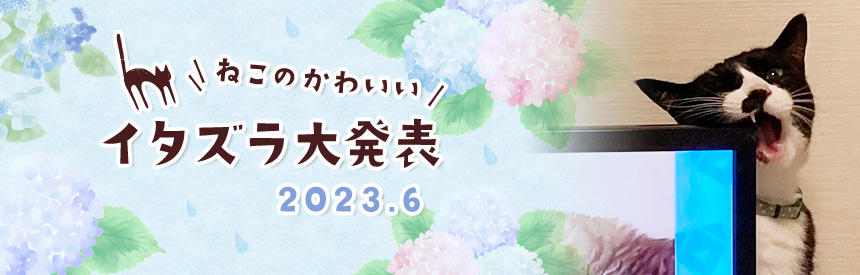 6月の猫のかわいいイタズラ大発表