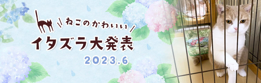 6月の猫のかわいいイタズラ大発表