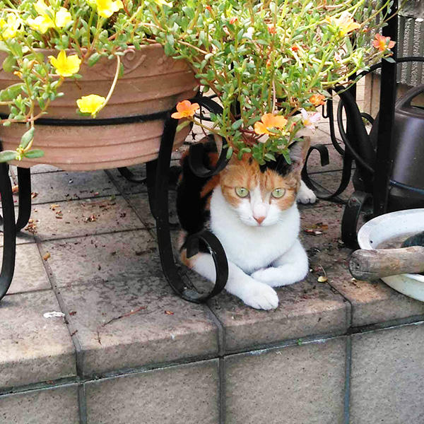 可愛いお花がとっても似合うミケナちゃん。楽しいことがたくさんのお庭の探検にキラキラした瞳がキュートです。