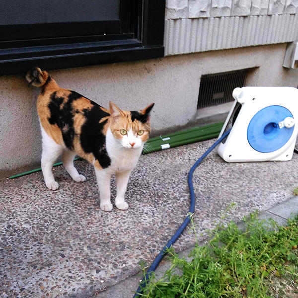 お庭探検中も大好きな家族と一緒。お花やホースにイタズラはしないようにね！