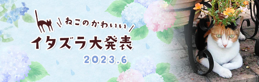 6月の猫のかわいいイタズラ大発表