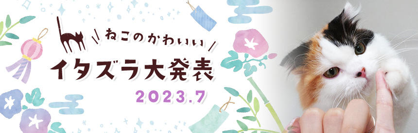 7月の猫のかわいいイタズラ大発表