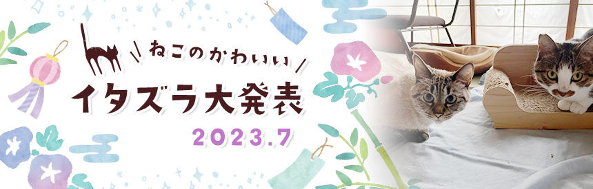 7月の猫のかわいいイタズラ大発表