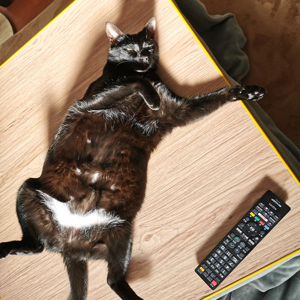 こんなに堂々とヘソ天姿を見せられたら、かわいくって仕方ない♪この甘えん坊さんめ～。