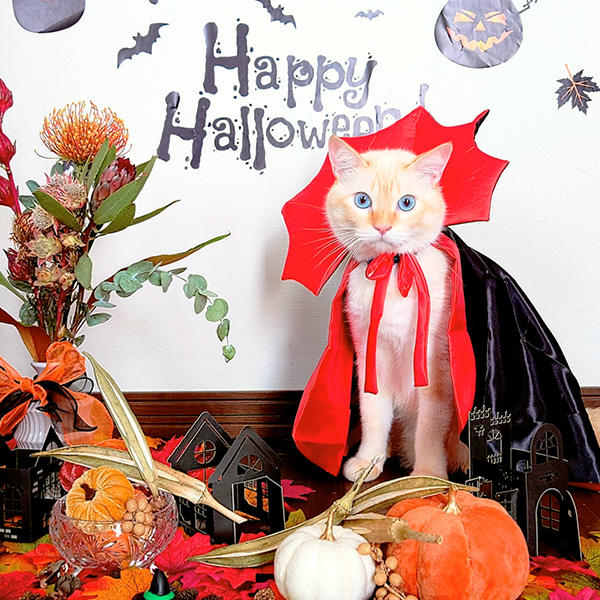 7.5kgとは、大きくなりましたね。キキちゃんはぎんさんのことが大好きなんですね。