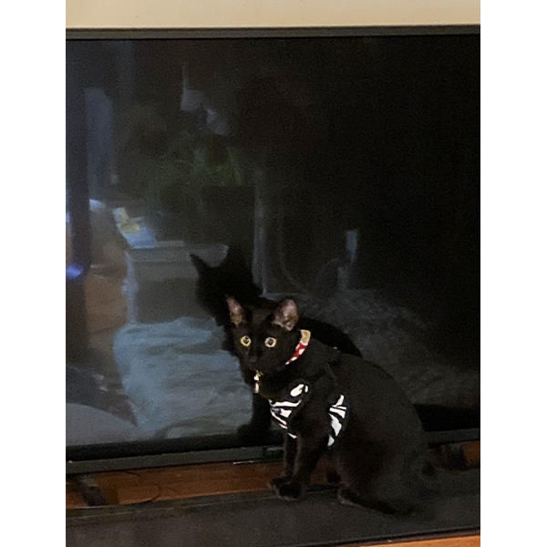 秘儀、隠れ身の術♪