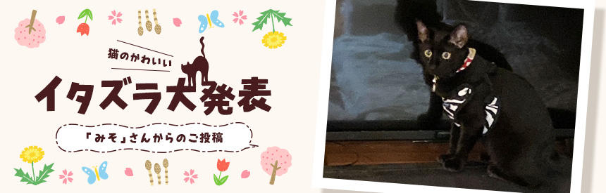 猫のかわいいイタズラ大発表「みそ」さんからのご投稿