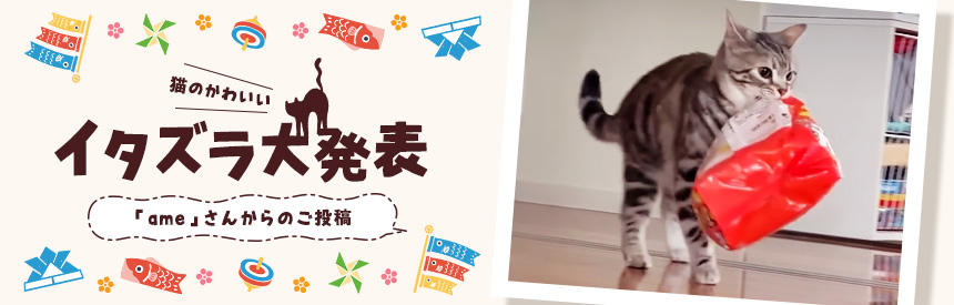 猫のかわいいイタズラ大発表「ame」さんからのご投稿