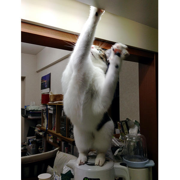 まさに、イタズラにチャレンジ中のりずちゃんでしょうか。パーに開いたおててが必死さを物語っているようです。