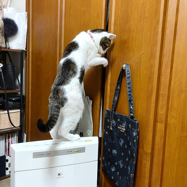 お散歩もイタズラも（？）日課のりずちゃん。ずっと元気なお転婆姿を見せてね。