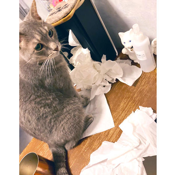 素晴らしいイタズラを会得しましたね。イラズラっ子なほどかわいいという自分のアピールポイントもしっかりわかってらっしゃるのも、年の功ではないでしょうか。