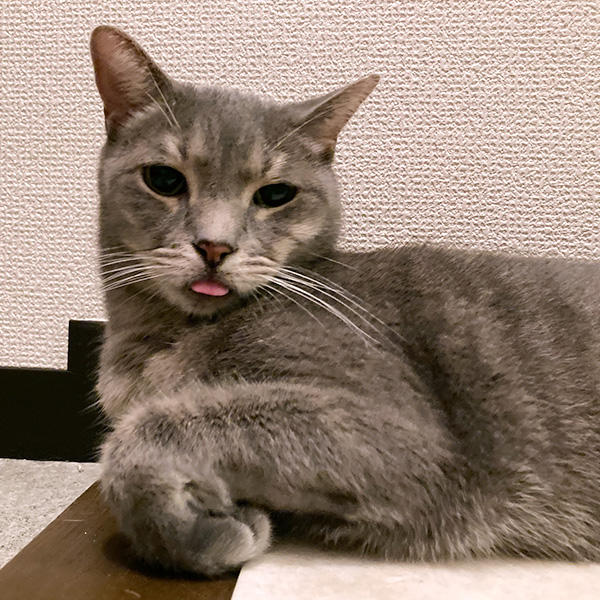 「そしてティッシュを散らかします」なんて、困っちゃうほどかわいい！