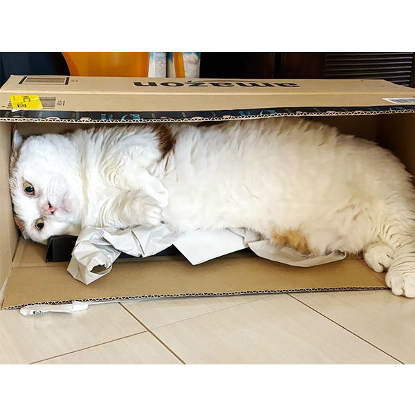 コチラのお写真は、無心でニャマゾンの箱で時を過ごす猫ちゃんです。