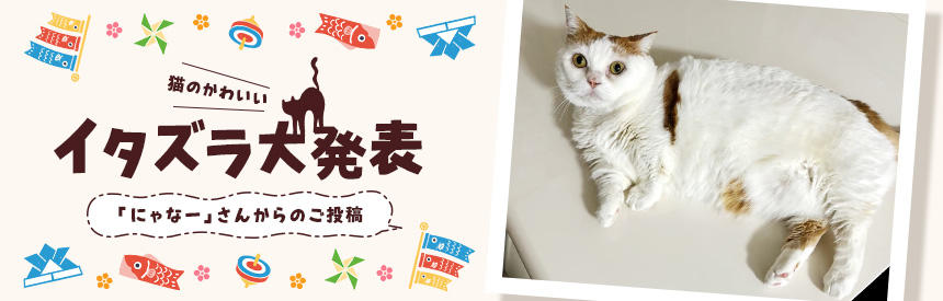 猫のかわいいイタズラ大発表「にゃなー」さんからのご投稿